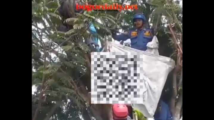 Tewas di Atas Pohon, Pria Tersengat Listrik Saat Memetik Pete di Cibinong Bogor