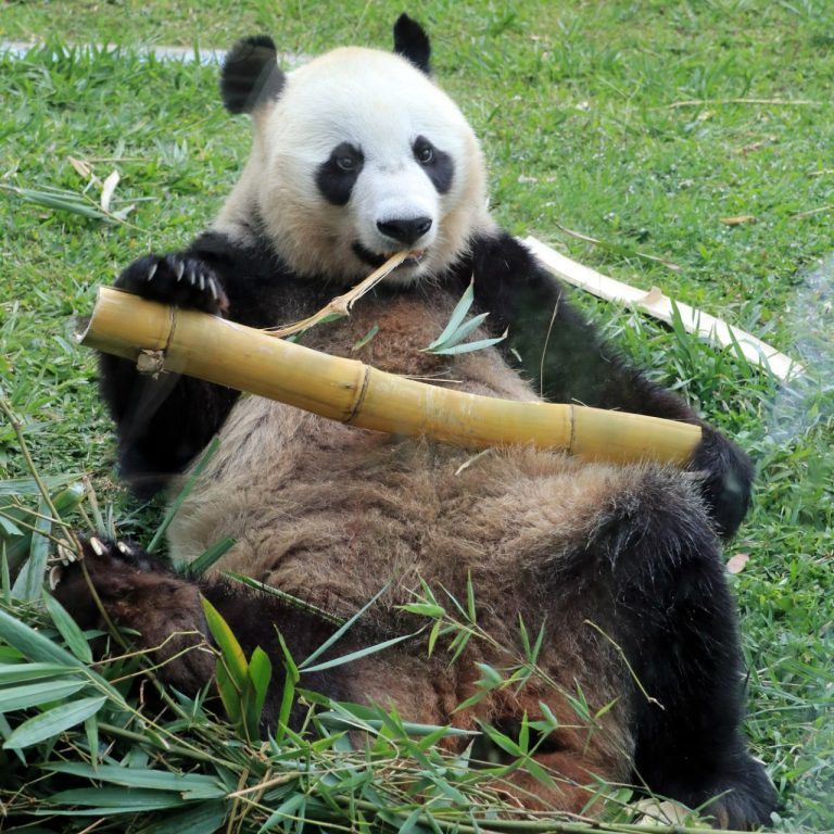 Taman Safari Bogor Rayakan Anniversary Panda Day 2023 Dengan Berbagi Tiket Gratis, Cek!