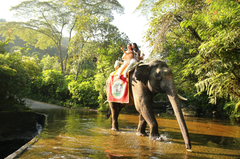 naik gajah di taman safari bogor
