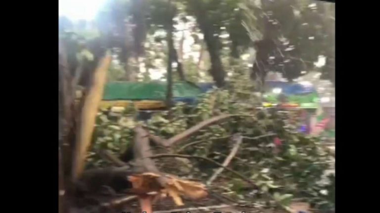 Awas! Hujan Badai Menerjang Kawasan Bubulak Kota Bogor, Pohon Bertumbangan