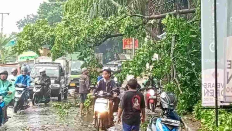 Pohon Tumbang di Jalan Raya Kemang Bogor Tutupi Jalan