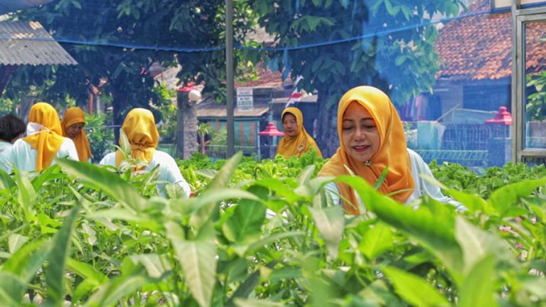 Kisah Sukses Mrican Caturtunggal Bertani di Kota bersama BRI