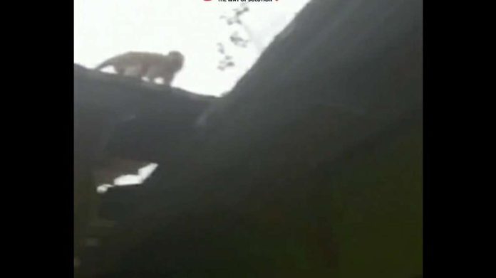 Geger, Teror Monyet Liar di Pamoyanan Kota Bogor, Bergerombol Nongol di Kontrakan Hijau