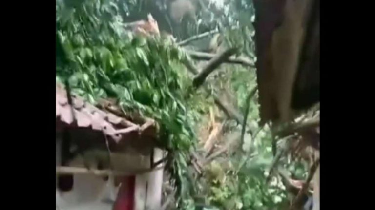 Hujan Badai di Cimahpar Bogor, Pohon Tumbang Hantam 2 Rumah