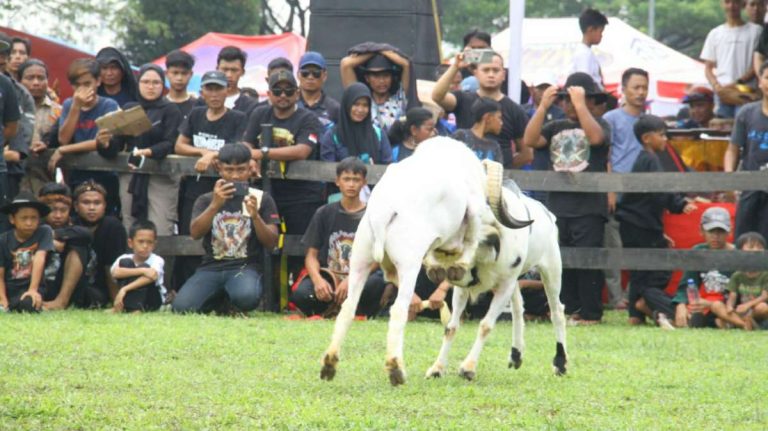 Ratusan Domba-Kambing Ikuti Festival di Stadion Pakansari Bogor