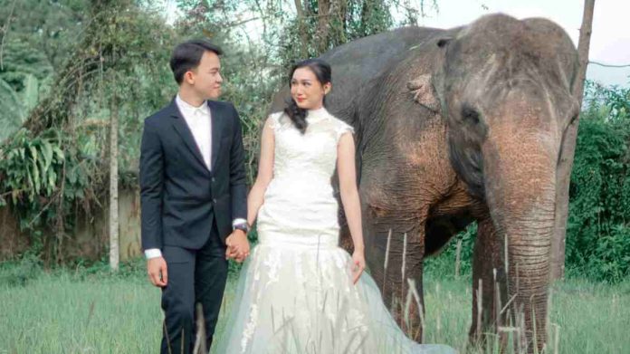 Foto Pre-wedding Unik Bersama Satwa di Royal Safari Garden