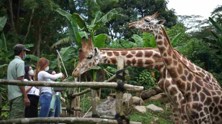 Harga Tiket Masuk Taman Safari Bogor Sampai 7 Januari 2024: Offline Rp 275 Ribu, Online Rp265 Ribu
