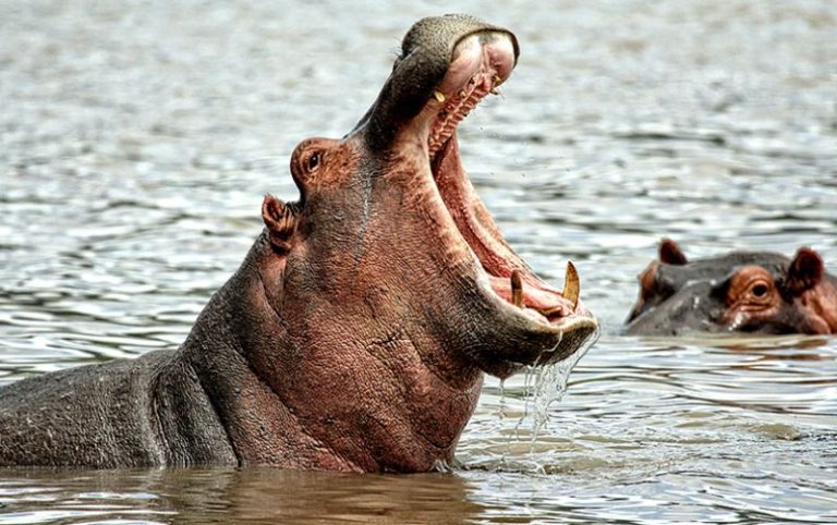 World Hippo Day