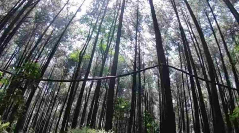 Hutan Pinus Leuwiliang Bogor Tempat Healing yang Eksotis