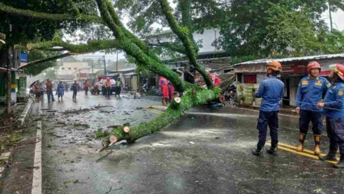 Pohon Besar Tumbang Tutupi Jalan Raya Puncak Ciawi, Lalulintas Lumpuh
