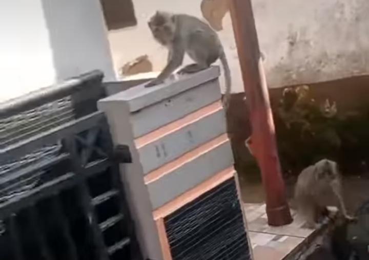 Kehadiran Monyet Liar di Kampung Pancagalih Buat Resah Warga