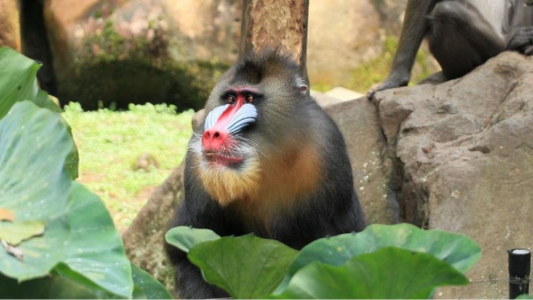 Mengenal Mandril, Monyet Terbesar di Dunia yang Ada di Taman Safari Bogor