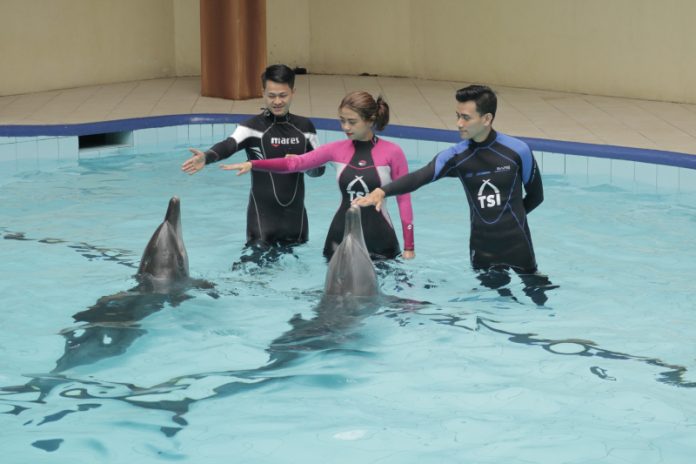 renang lumba-lumba taman safari Bogor