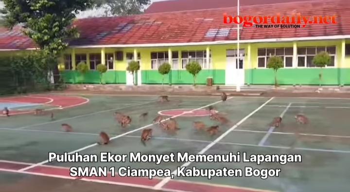 Puluhan Ekor Monyet Penuhi Lapangan SMAN 1 Ciampea