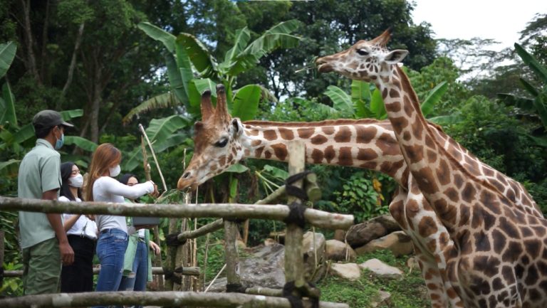 Tips Liburan Bebas Macet ke Taman Safari Bogor, Cek di Sini!