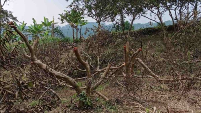 Ratusan Pohon Jambu Dirusak Orang Tak Dikenal, Petani Rugi Ratusan Juta