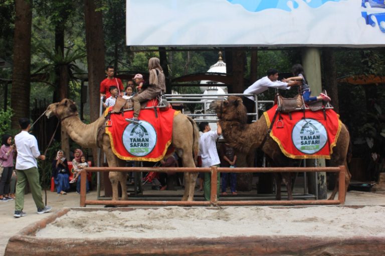 Liburan Serasa di Timur Tengah, Rasakan Sensasi Tunggang Onta di Taman Safari Bogor