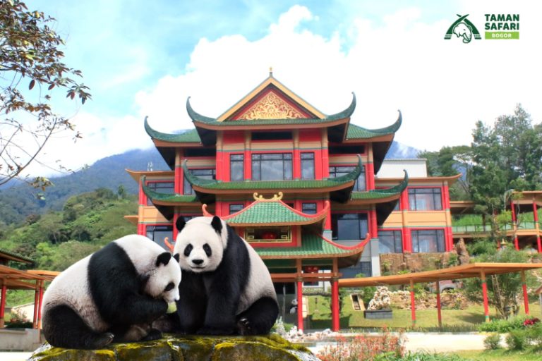 Mengenal Giant Panda Cai Tao dan Hu Chun di Istana Panda Taman Safari Bogor