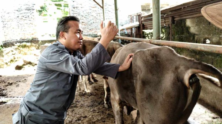 Jelang Idul Adha, Pemkab Bogor Masif Lakukan Inspeksi Kesehatan Hewan Qurban Sehat