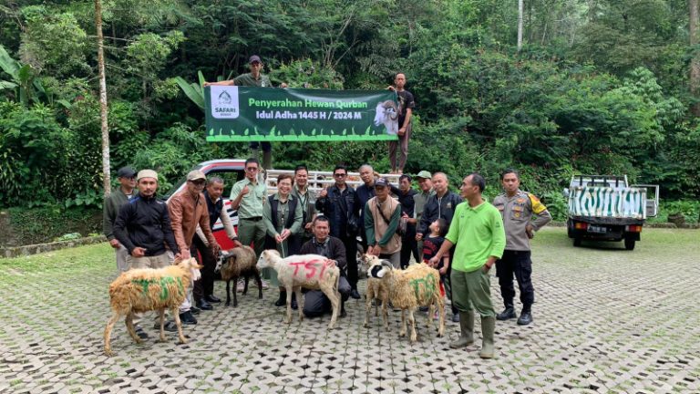 Idul Adha 1445 H, Taman Safari Bogor Sumbangkan 37 Ekor Kambing Kurban untuk Masyarakat Cibeurem