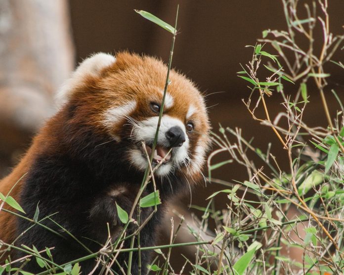 Feeding Panda Merah Taman Safari