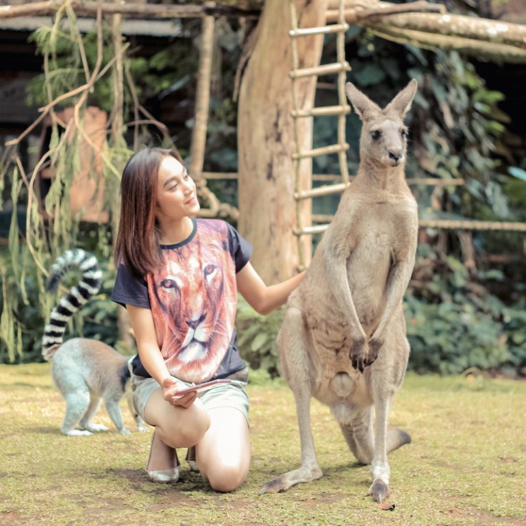 Atraksi Seru Satwa-satwa Kelas Dunia di Taman Safari Bogor