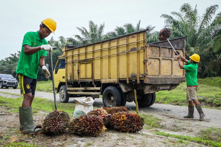 MenKopUKM Yakin Minyak Makan Merah Bawa Kesejahteraan bagi Para Petani