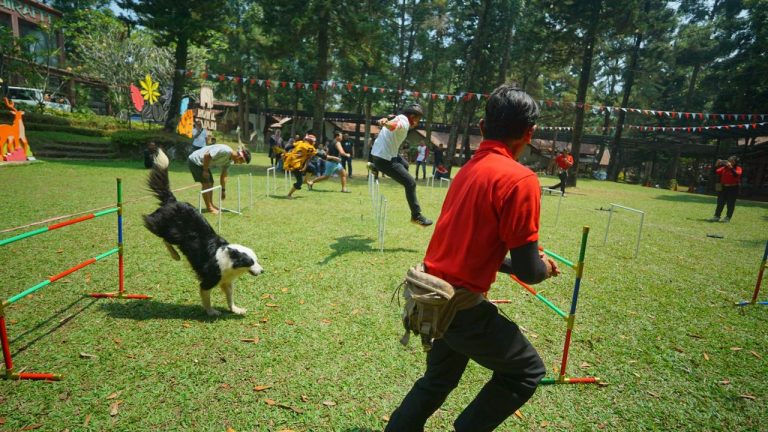 Satwa Ikut Lomba Agustusan, Saksikan Keseruannya di Royal Safari Garden