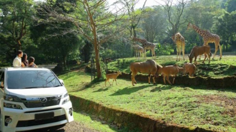 Mulai Juli 2024, Segini Biaya Masuk Taman Safari Bogor per Mobil dan Motor Pribadi