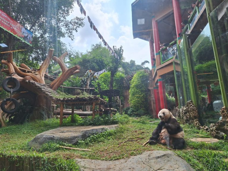 Antusiasme Pengunjung Taman Safari Bogor di Mini Parade Giant Panda 