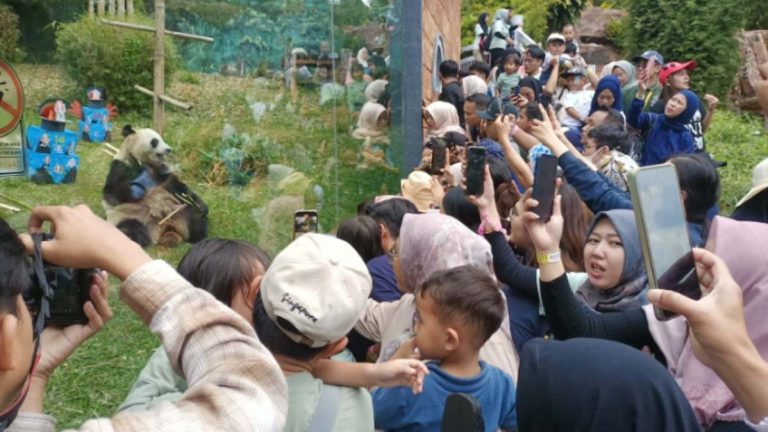 Meriahnya HUT Ke-14 Giant Panda Hu Chun di Taman Safari Bogo, Disambut Antusias Pengunjung