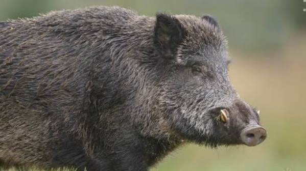 Babi Hutan Serang Warga di Sukamakmur Bogor, Dua Orang Tumbang