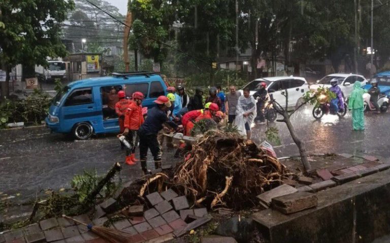 Akibat Hujan Lebat dan Angin Kencang, Pohon Angsana 7 Meter Tumbang di Bogor Barat