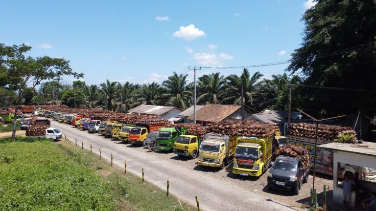 Pabrik Swasta Rusak, PTPN “Korbankan” Ini untuk Tampung TBS Masyarakat