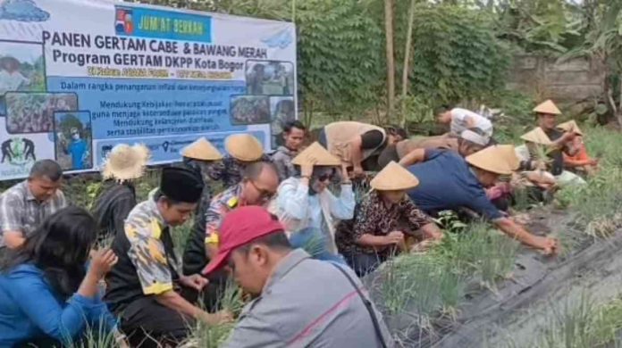 Panen Bawang Merah Organik di Bogor Selatan, Potensi Baru Pertanian Kota