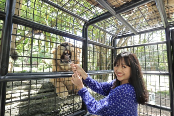 Makan Singa Taman Safari Bogor