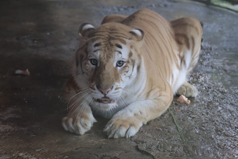 Mengenal Golden Tiger, Si Harimau Emas di Taman Safari Bogor!