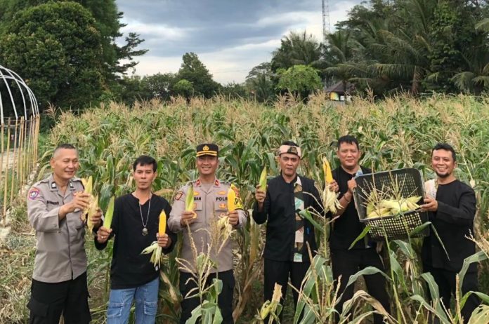 Polsek Bogor Selatan, DKPP dan Nusatani Panen 200 Kg Jagung di Rancamaya