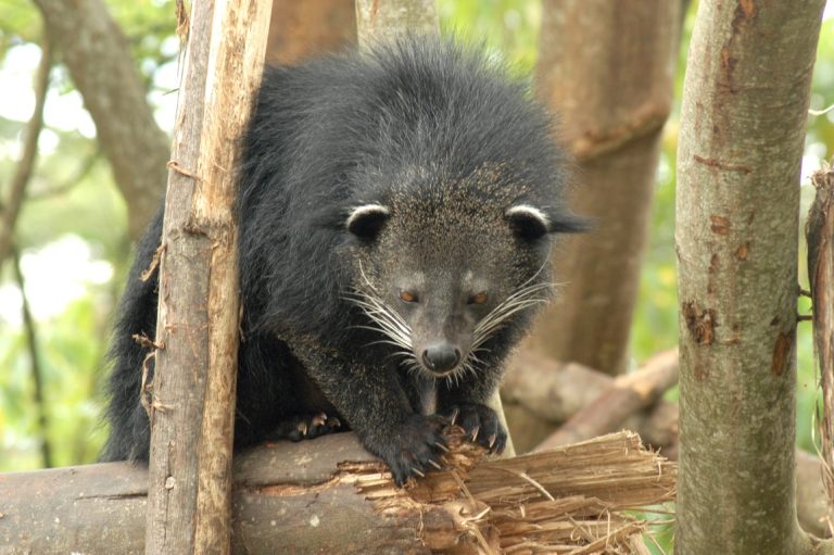 Binturong bear-cat