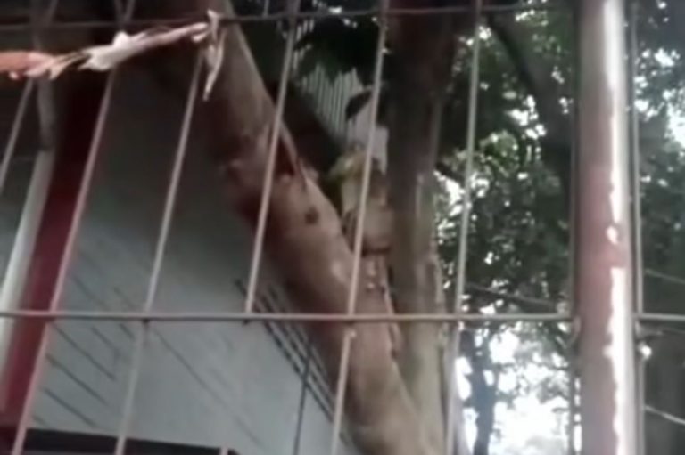 Heboh! Monyet Liar Berkeliaran di Gg Kembang, Warga Minta Dievakuasi