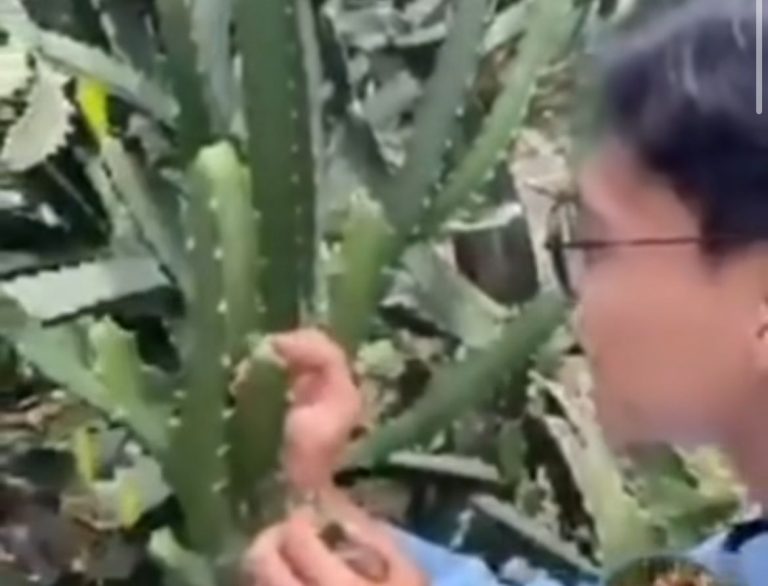 Viral! Pria Vandalisme Tanaman Kaktus di Kebun Raya Bogor