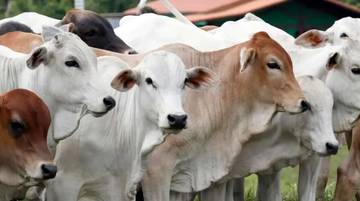 8 Tips Memilih Hewan Kurban yang Sehat untuk Idul Adha, Sesuai Syariat