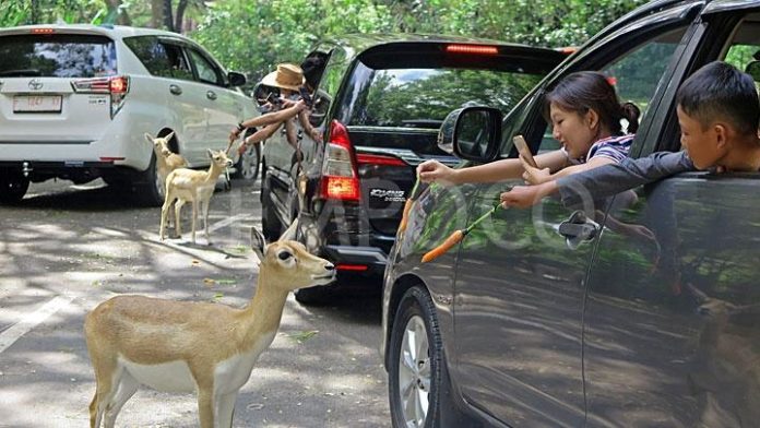 harga tiket masuk Taman Safari Bogor