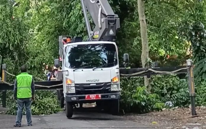 Disperumkim Kota Bogor Lakukan Perawatan Pohon di Jalan Semeru untuk Cegah Risiko Tumbang