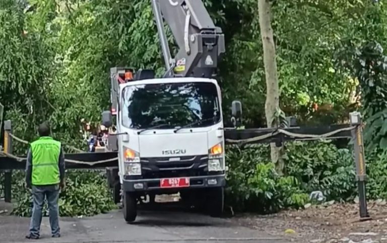 Disperumkim Kota Bogor Lakukan Perawatan Pohon di Jalan Semeru untuk Cegah Risiko Tumbang