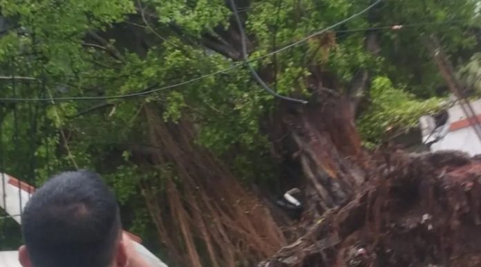 Pohon Tumbang PLN