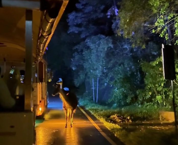 Safari Malam Taman Safari