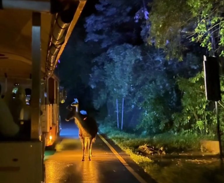 Safari Malam Taman Safari