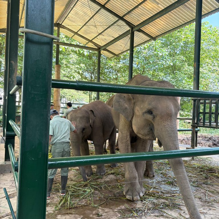 Elephant Edutainment di Taman Safari Bogor: Serunya Belajar dan Kenal Dekat dengan Gajah