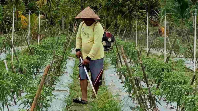 Perkuat Ketahanan Pangan dan Gizi Nasional, BRI Salurkan Pembiayaan Kepada Koperasi Penyuplai Bahan Pangan MBG